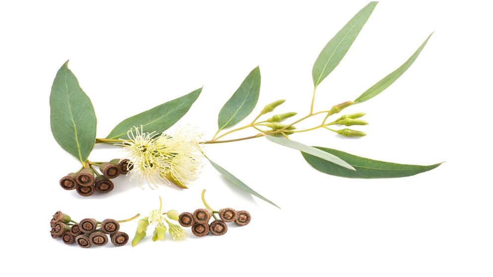 Eukalyptus v Hondrolife